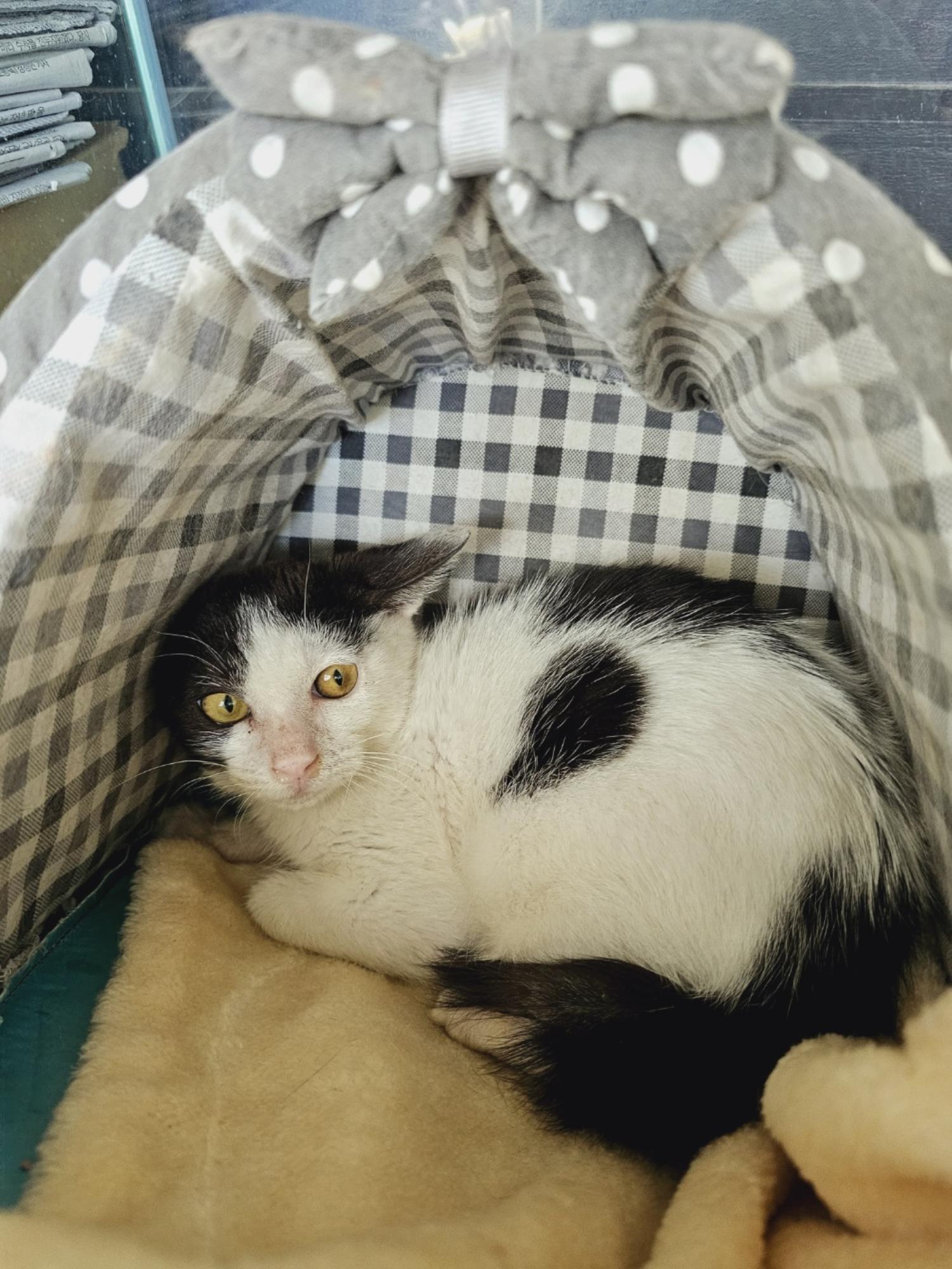 보호중 한국 고양이…
